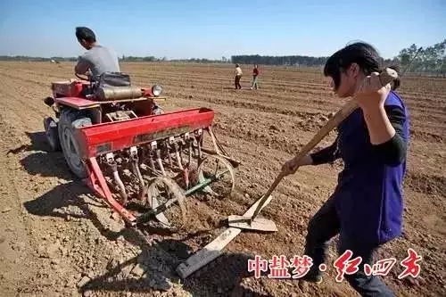 老司机视频污APP种植户最关心的是什么？